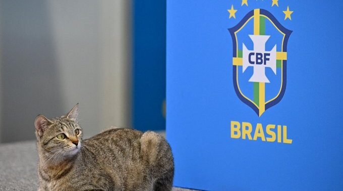 Qatar 2022: Sigue la polémica del gato con Brasil, denunciaron a la CBF por maltrato animal